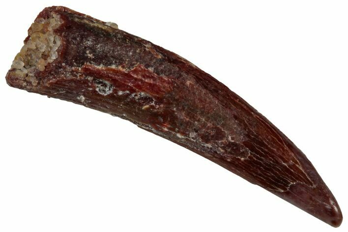 Fossil Pterosaur (Siroccopteryx) Tooth - Morocco #299810